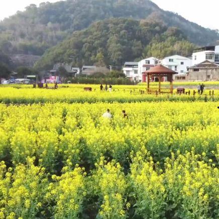 油菜花视频,春日里的金黄画卷