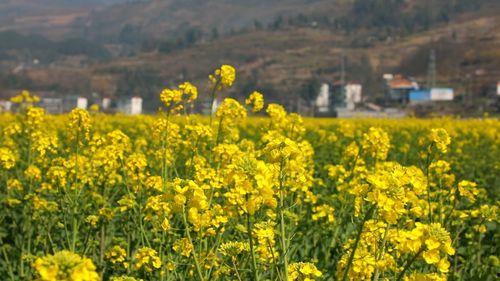 油菜花视频,春日里的金黄画卷