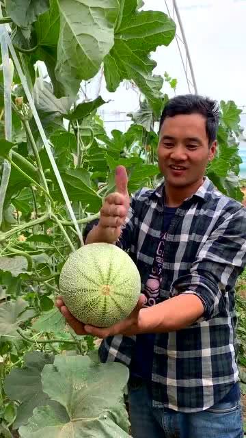 今日份哈密瓜有想吃的吗,忍不住想尝一口的甜蜜诱惑