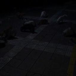 流浪视频,见证人间冷暖