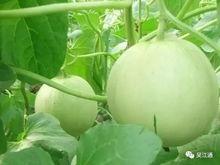 今日吃瓜有哪些瓜,盘点娱乐圈最新热点事件