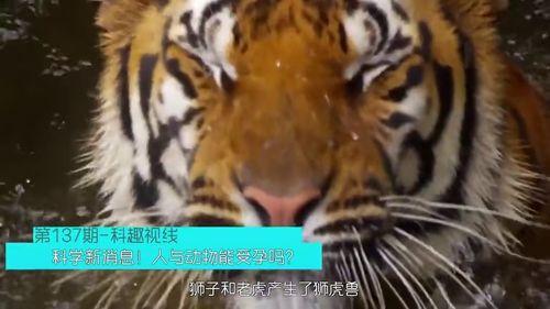 人与动物交视频,揭秘人类与动物亲密互动的瞬间