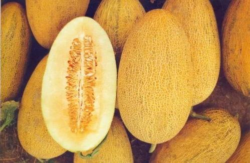 万邦7.16哈密瓜今日行情,市场动态与价格走势解析