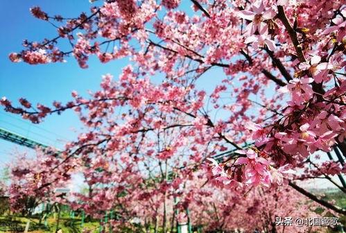 杏红视频,揭秘生活美好瞬间，感受人间烟火气