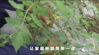 长豆角怎样整枝视频,长豆角高效整枝技巧视频解析