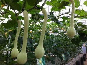 今日南宁蒲瓜价格多少,实惠之选，市民抢购热潮”