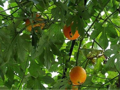 2024吊瓜今日价格,今日价格一览