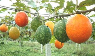 2024吊瓜今日价格,今日价格一览