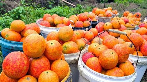 2024吊瓜今日价格,今日价格一览