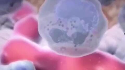 白细胞工作视频,人体免疫系统中的守护者工作揭秘