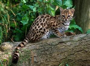 狸子交配视频,揭秘神秘动物繁殖奥秘