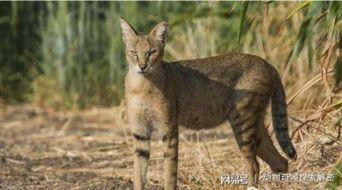 狸子交配视频,揭秘神秘动物繁殖奥秘