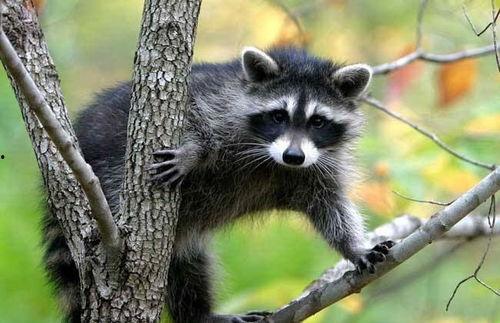 狸子交配视频,揭秘神秘动物繁殖奥秘