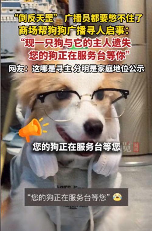 狗视频,视频里的萌宠瞬间