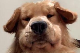 狗视频,视频里的萌宠瞬间