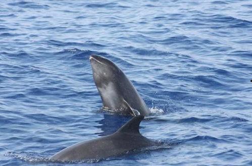 今日热点瓜头鲸鱼,揭秘今日热点瓜头鲸鱼的神奇世界