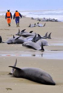 今日热点瓜头鲸鱼,揭秘今日热点瓜头鲸鱼的神奇世界