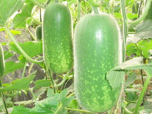 往期吃瓜爆料图片高清,往期吃瓜爆料瞬间，带你直击娱乐圈风云变幻