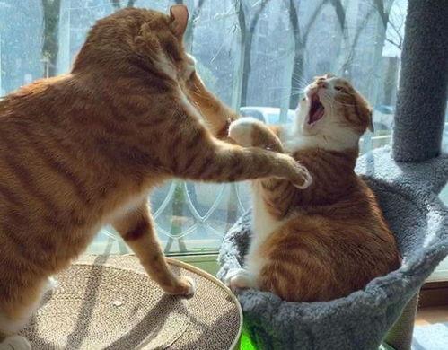 猫叫声视频,揭秘猫咪叫声背后的情感密码