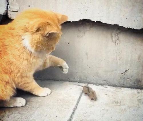 猫叫声视频,揭秘猫咪叫声背后的情感密码