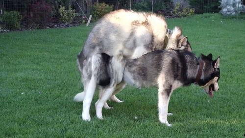 动物性生活视频,自然界的激情瞬间