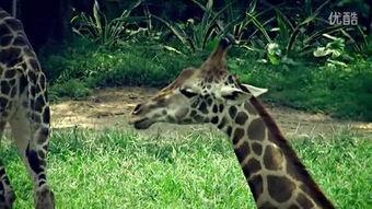 动物性生活视频,自然界的激情瞬间