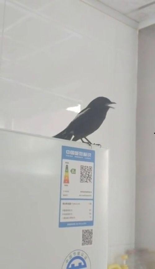 黑白四喜鸟大叫视频,黑白映衬下的自然交响曲