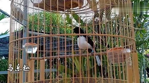 黑白四喜鸟大叫视频,黑白映衬下的自然交响曲