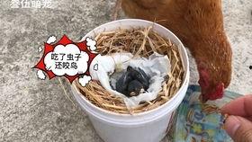 黑白四喜鸟大叫视频,黑白映衬下的自然交响曲