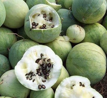 什么瓜要搓干净吃黑籽,揭秘搓净黑籽的秘密与营养