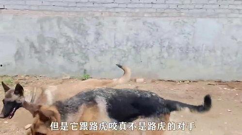 马犬和德牧打架视频,一场犬界巅峰对决的精彩瞬间
