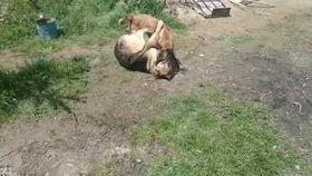 马犬和德牧打架视频,一场犬界巅峰对决的精彩瞬间