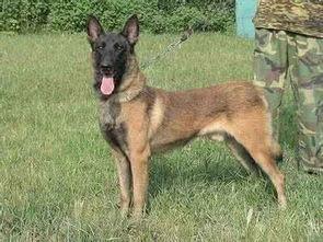 马犬和德牧打架视频,一场犬界巅峰对决的精彩瞬间