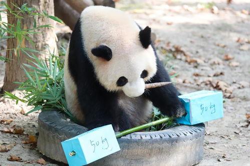 介绍大熊猫的视频