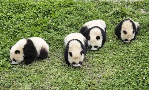 介绍大熊猫的视频