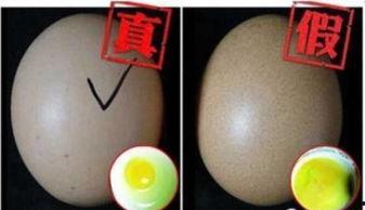 人工造蛋视频,从视频看现代生物工程奇迹