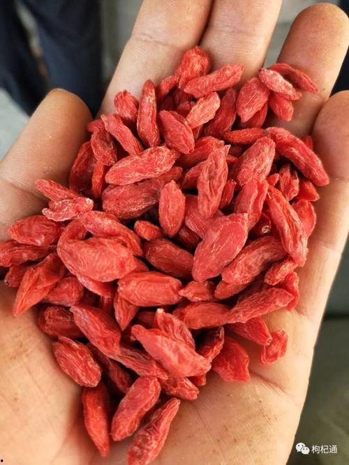 酒泉瓜州今日价格,新鲜采摘直供市场