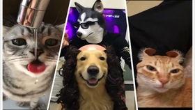 宠物视频大全搞笑,宠物视频大全搞笑集锦