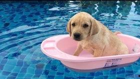 宠物视频大全搞笑,宠物视频大全搞笑集锦