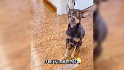 宠物视频大全搞笑,宠物视频大全搞笑集锦