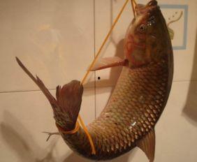 弹弓高手下斑鸠视频,一击命中斑鸠精彩瞬间