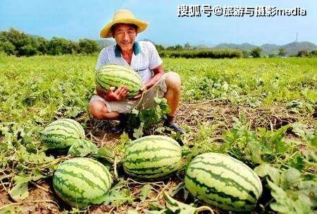 51瓜农 今日吃瓜,今日吃瓜，揭秘娱乐圈最新热点