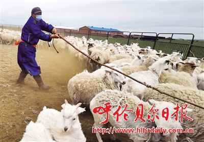 电动羊毛剪剪羊毛视频,电动羊毛剪高效剪羊毛技巧揭秘