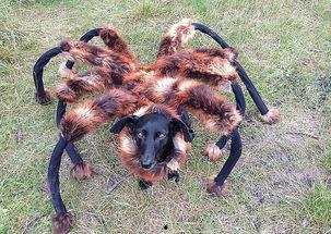 狗狗 视频,萌宠瞬间，温馨瞬间大集合