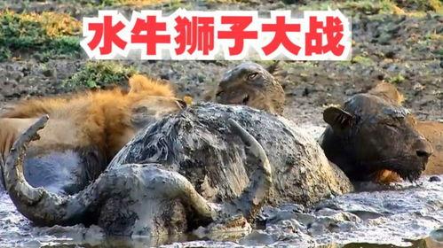水牛狮子大战视频,惊心动魄的草原对决