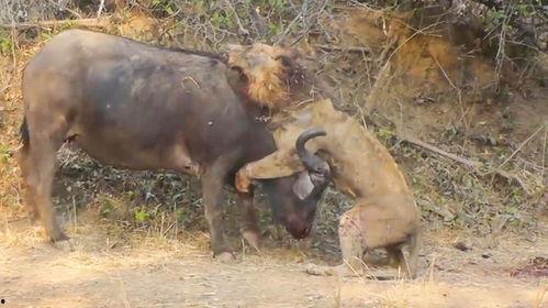 水牛狮子大战视频,惊心动魄的草原对决