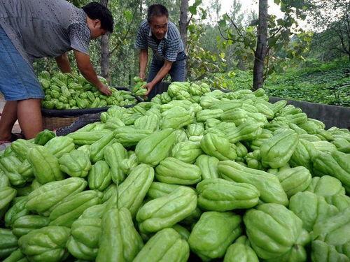 今日毛瓜价格最新批发价,市场行情实时解析”