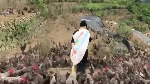 喂鸡视频,喂鸡视频背后的营养智慧