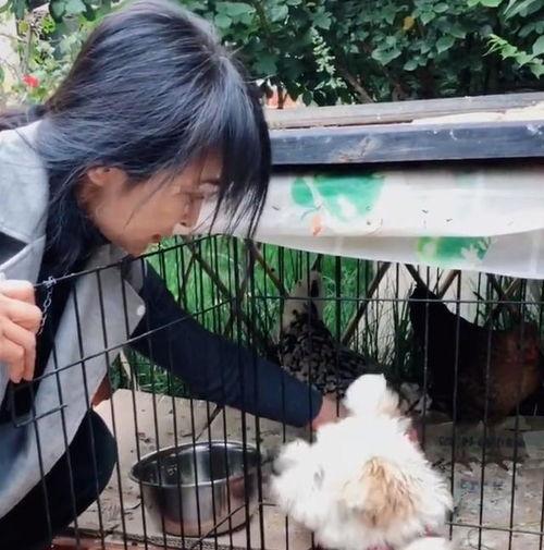 喂鸡视频,喂鸡视频背后的营养智慧