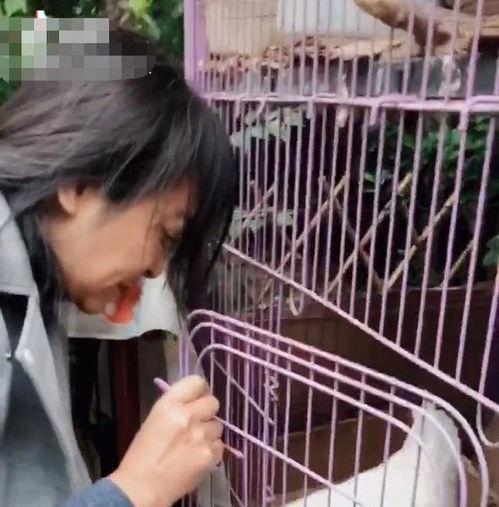 喂鸡视频,喂鸡视频背后的营养智慧